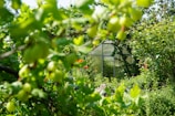 a greenhouse surrounded by trees and bushes