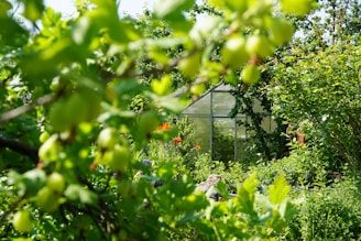a greenhouse surrounded by trees and bushes