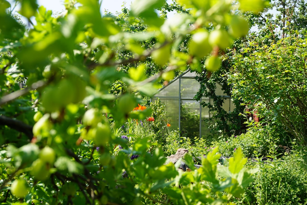 a greenhouse surrounded by trees and bushes