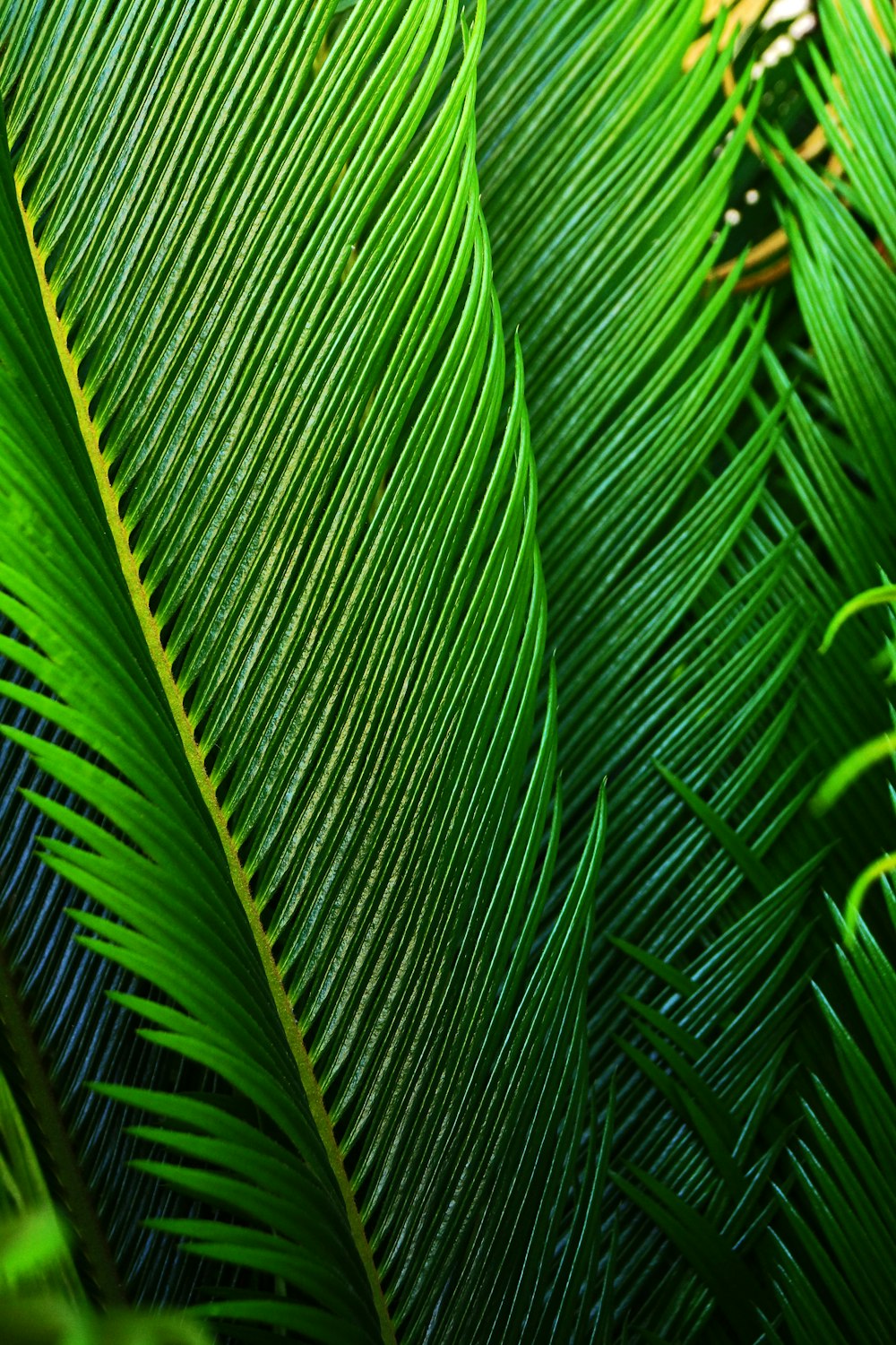 a close up view of a green leaf