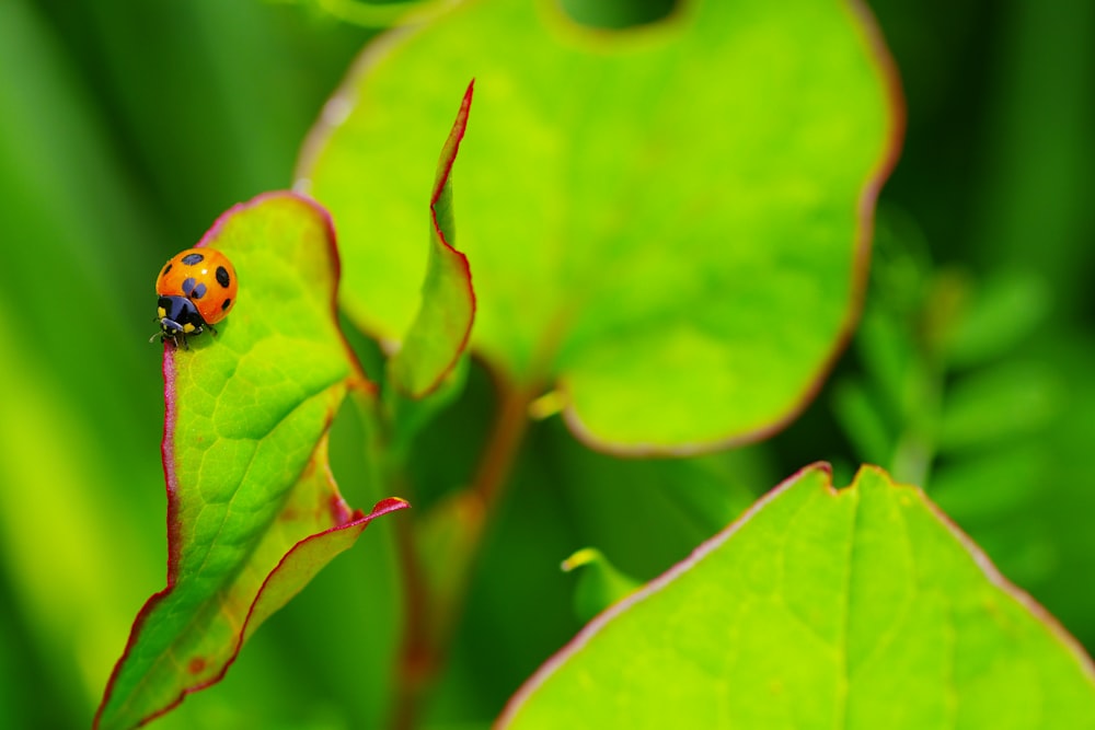 a lady bug sitting on a green leaf