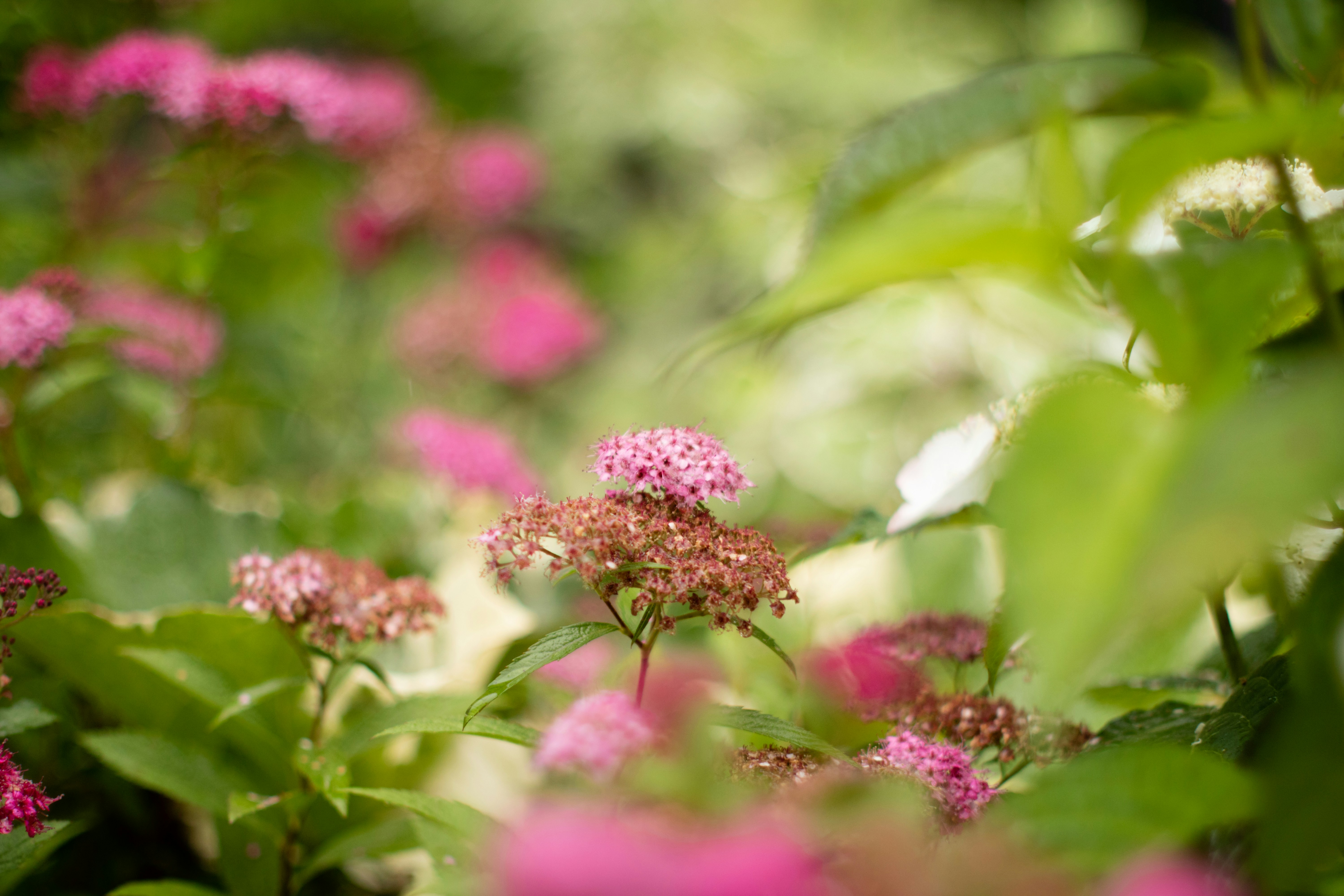 Photo by takatsuchida