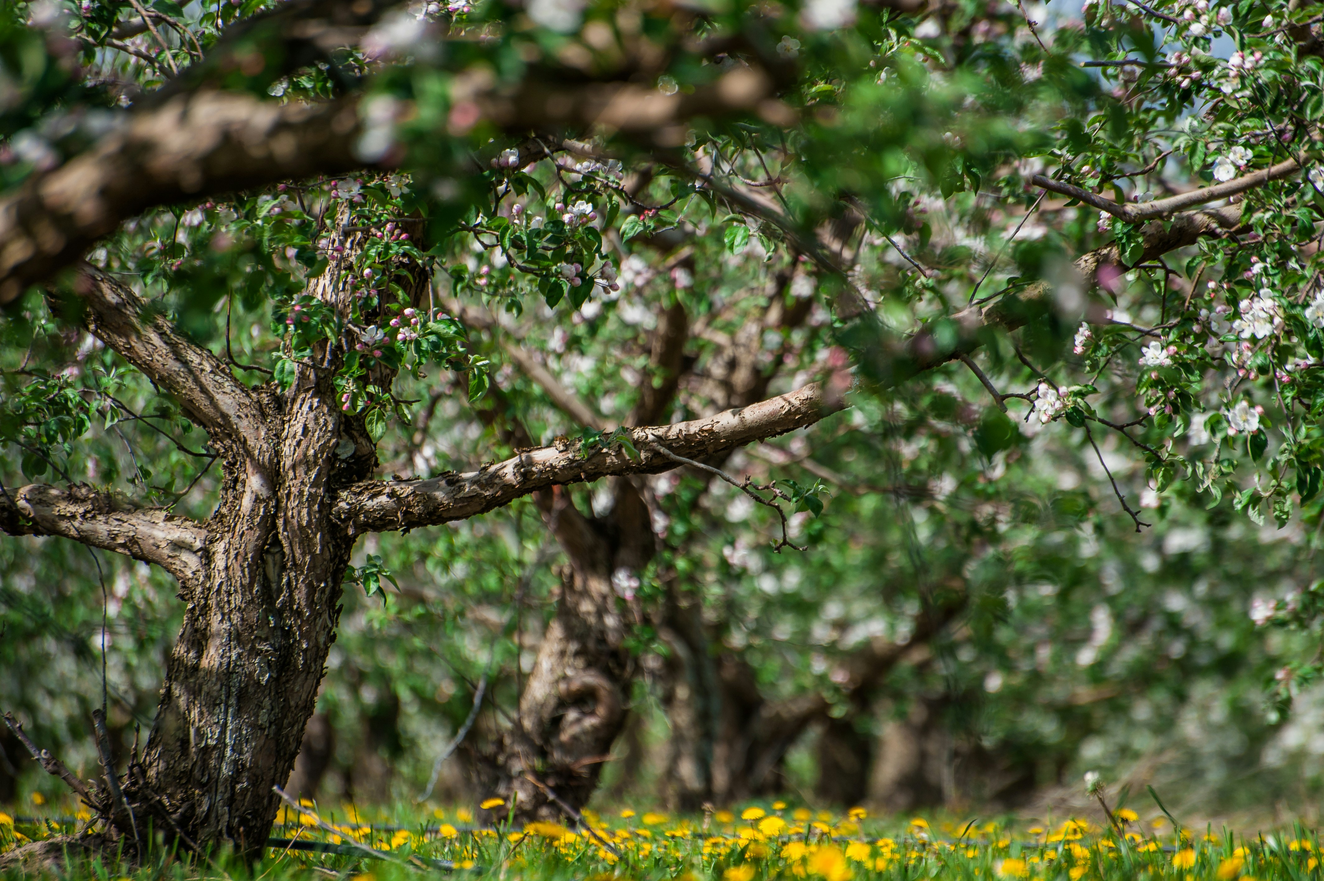 Photo by lipetskaya_zemlya