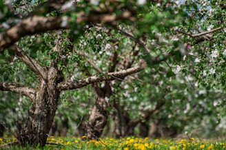 A vibrant orchard showcasing various fruit trees.