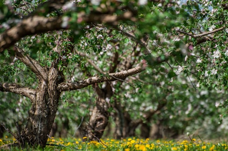 A vibrant orchard with fruit trees in full bloom, showcasing natural harmony and careful design.