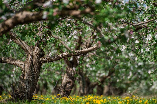 A vibrant Dorset orchard filled with various fruit trees and blooming flowers.