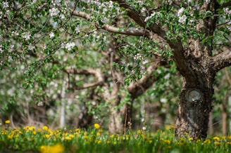 A lush patch of wildflowers and young fruit trees growing on revitalized Derbyshire land.