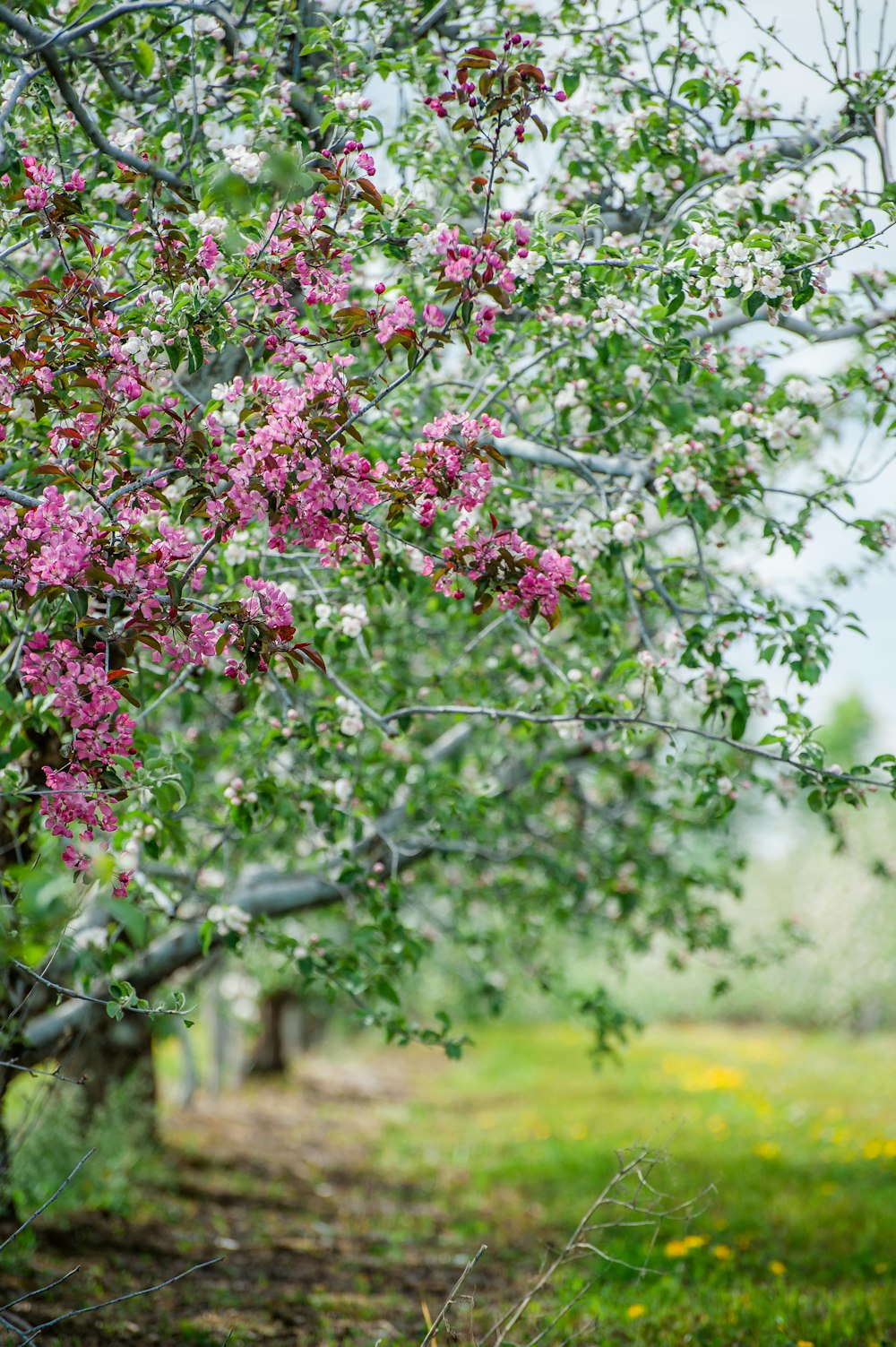 a tree filled with lots of pink flowers