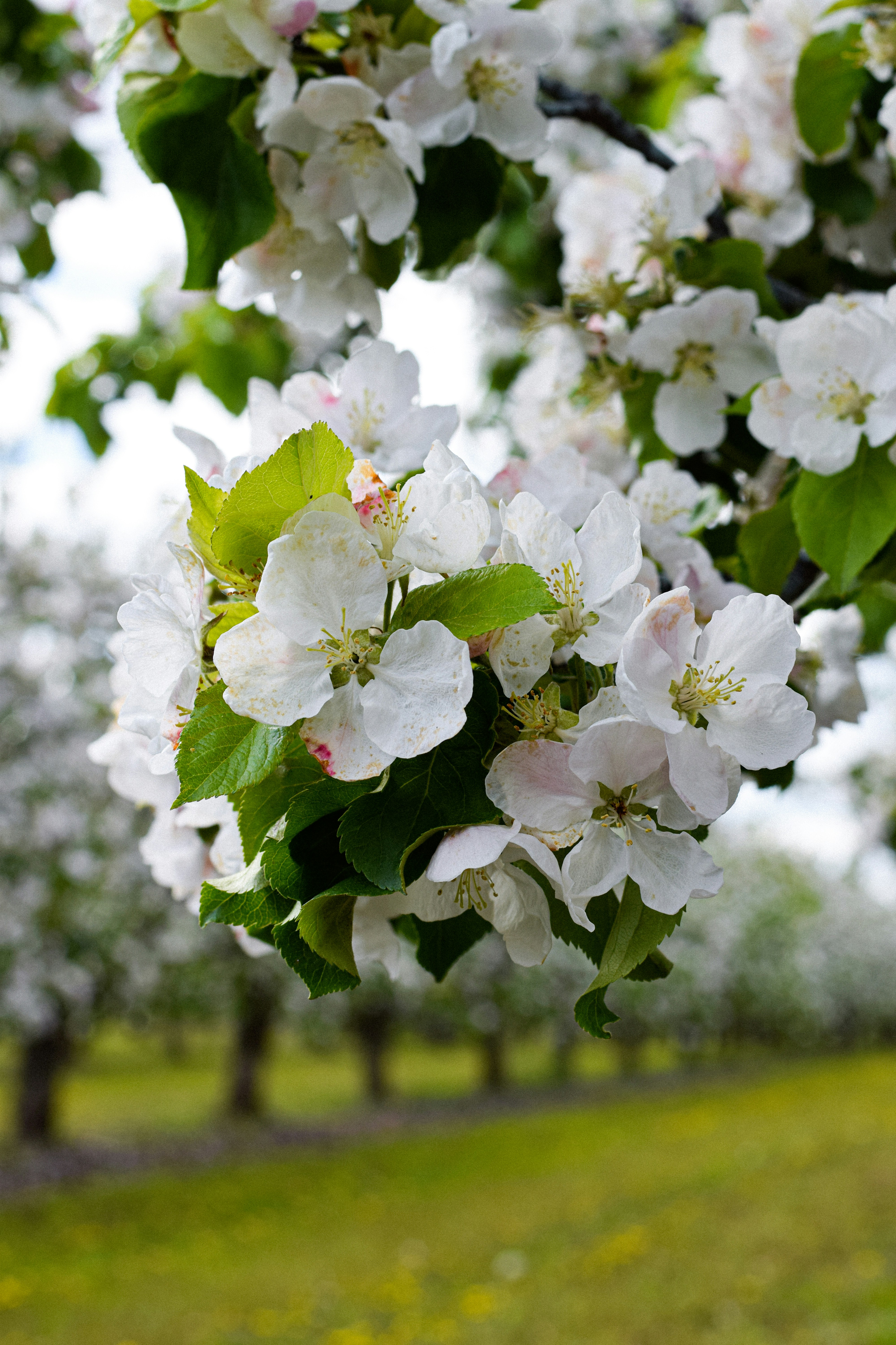 Photo by lipetskaya_zemlya