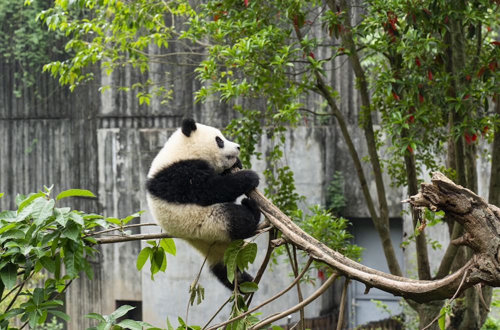 a panda bear sitting on top of a tree branch