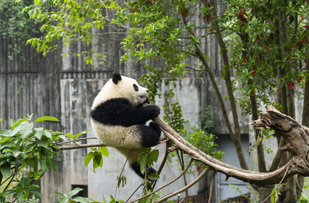 Un oso panda sentado en la cima de la rama de un árbol