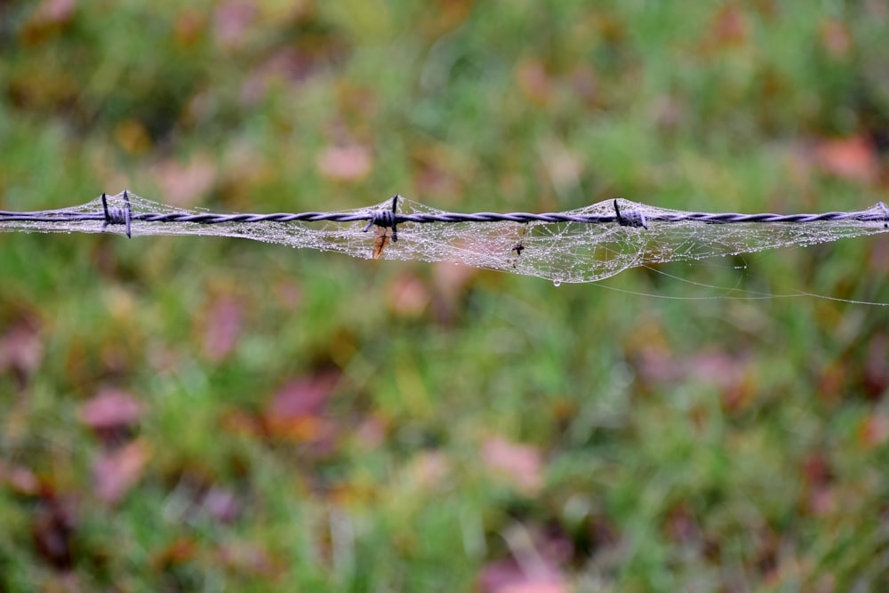 a close up of a barbed wire with grass in the background
