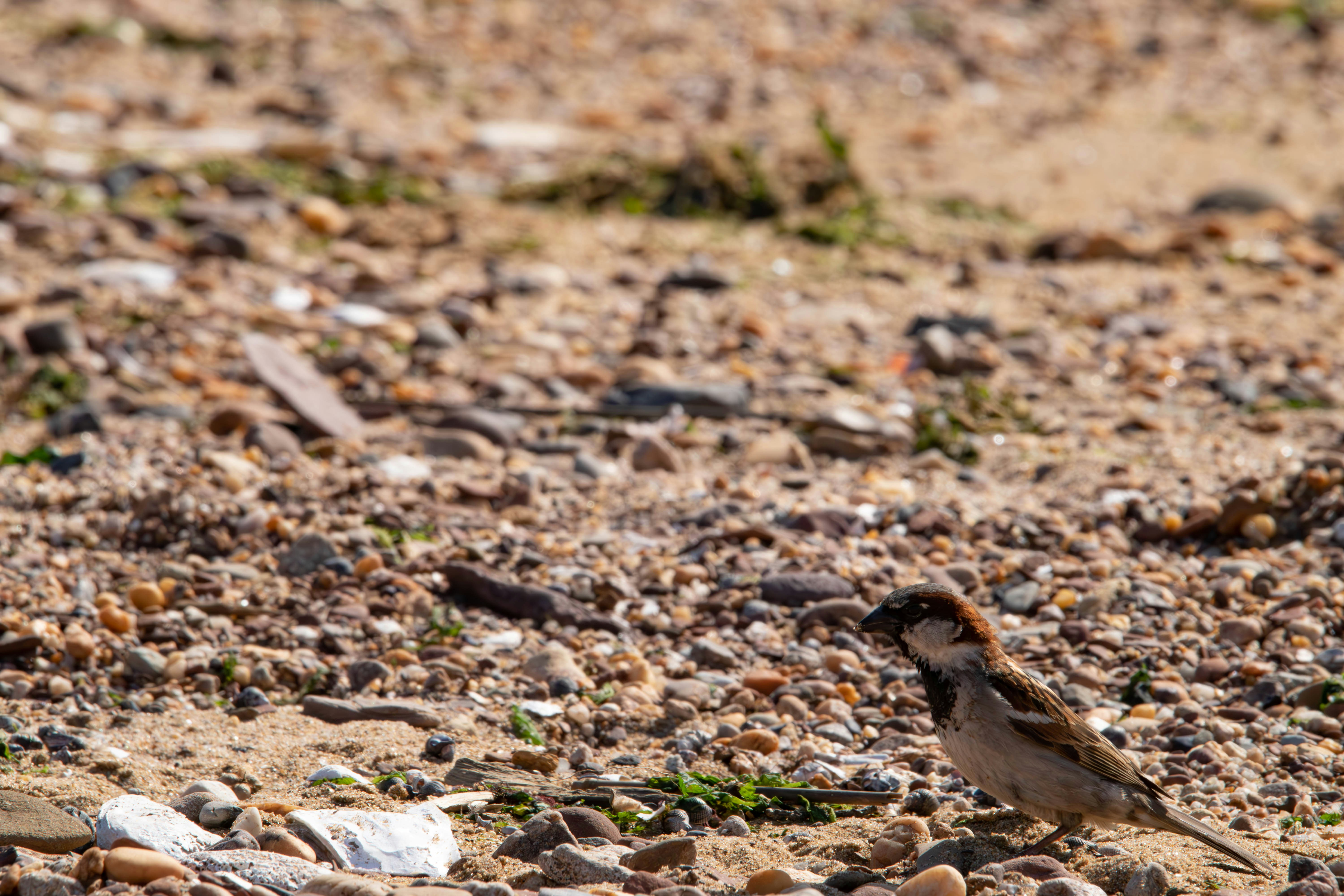 ein kleiner Vogel, der auf einem felsigen Boden steht