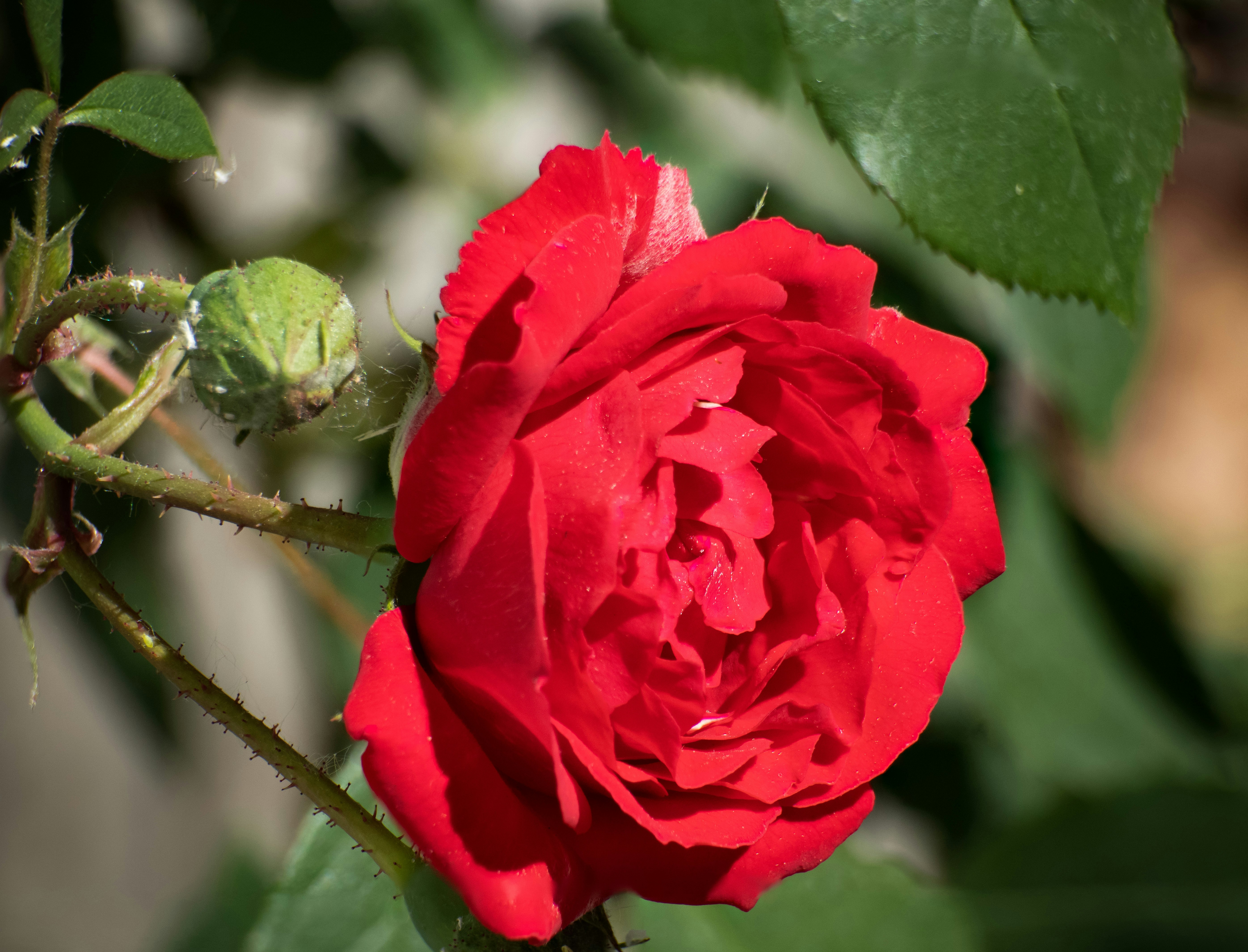 Photo by ucwhphotography