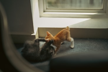 Two kittens are playfully interacting near a window with sunlight streaming in. One is orange and the other is gray, and they appear to be gently wrestling on a carpeted floor.