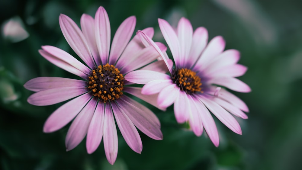 a close up of two pink flowers with a green background