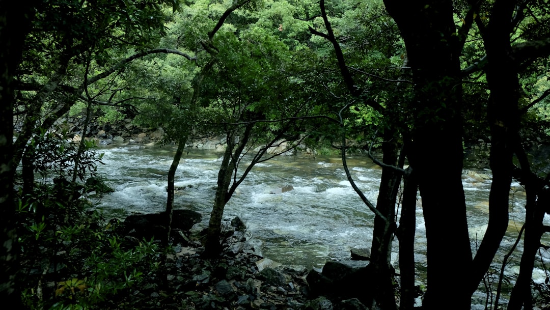 a river running through a lush green forest,