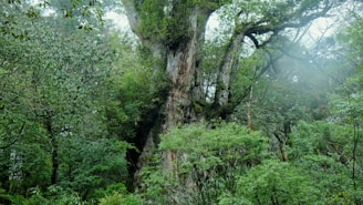 Close-up of ancient lenga trees wrapped in moss and mist.