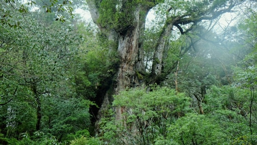 Close-up of ancient lenga trees wrapped in moss and mist.