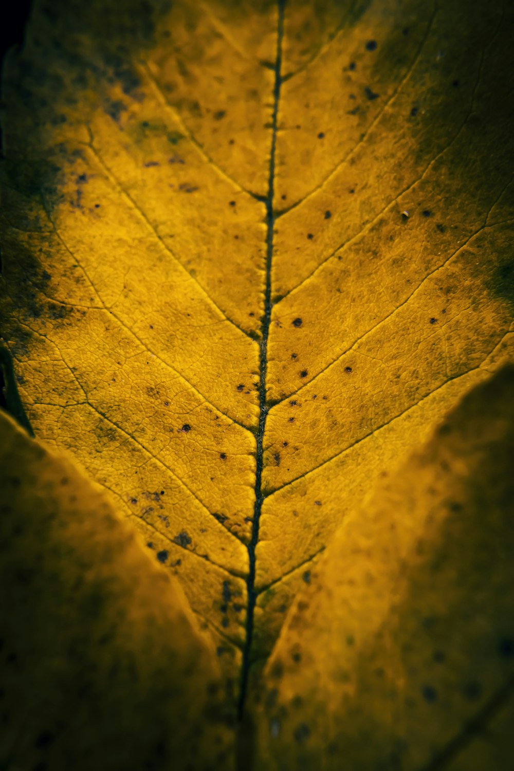 a close up of a yellow leaf