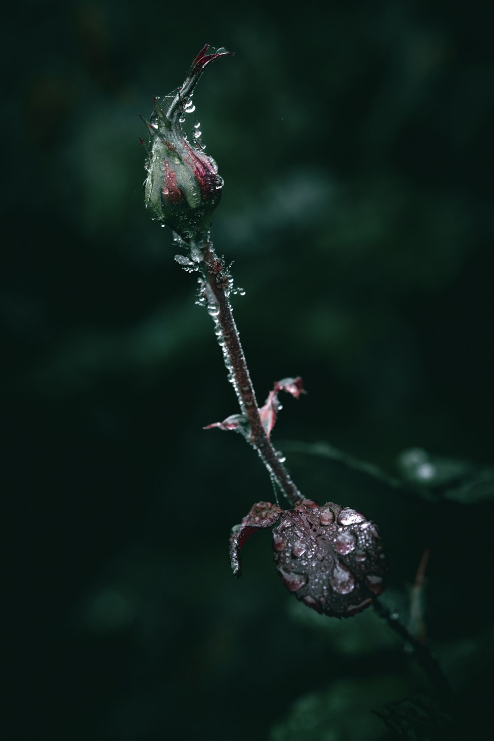 a single flower with water droplets on it