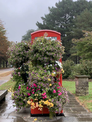 A charming red telephone booth framed by blooming flowers on a sunny day