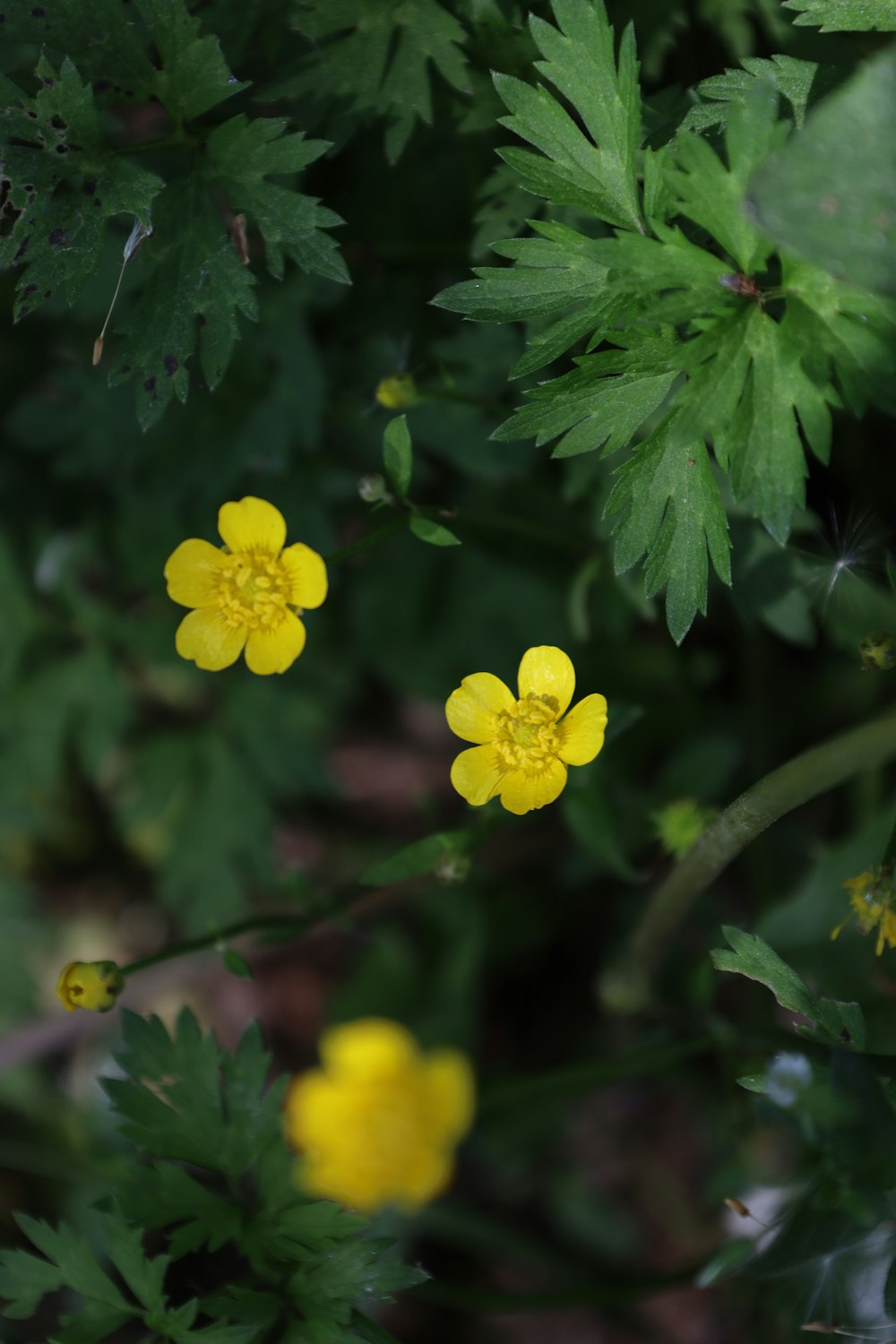 a close up of a yellow flower on a plant