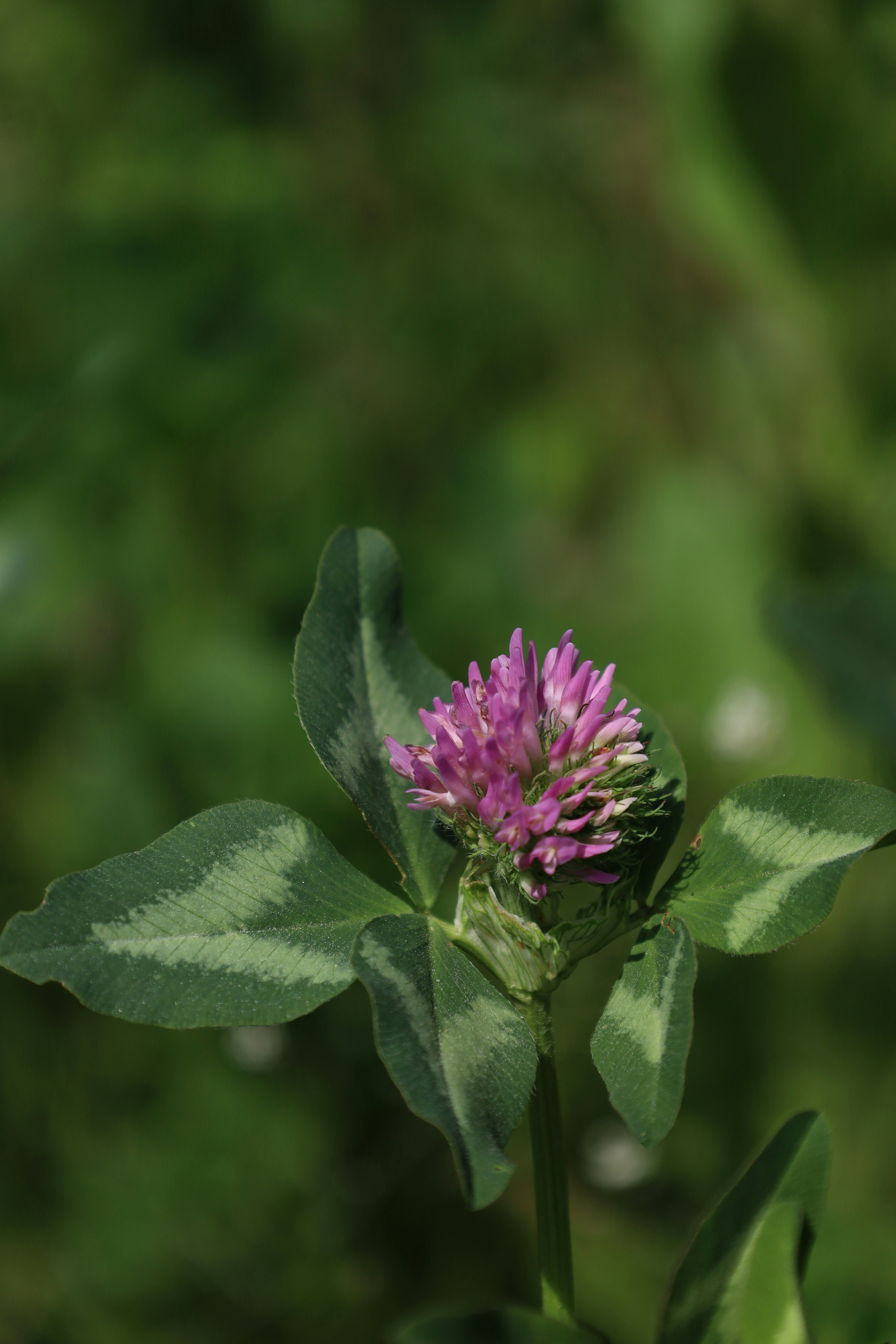 une fleur rose avec des feuilles vertes en arrière-plan