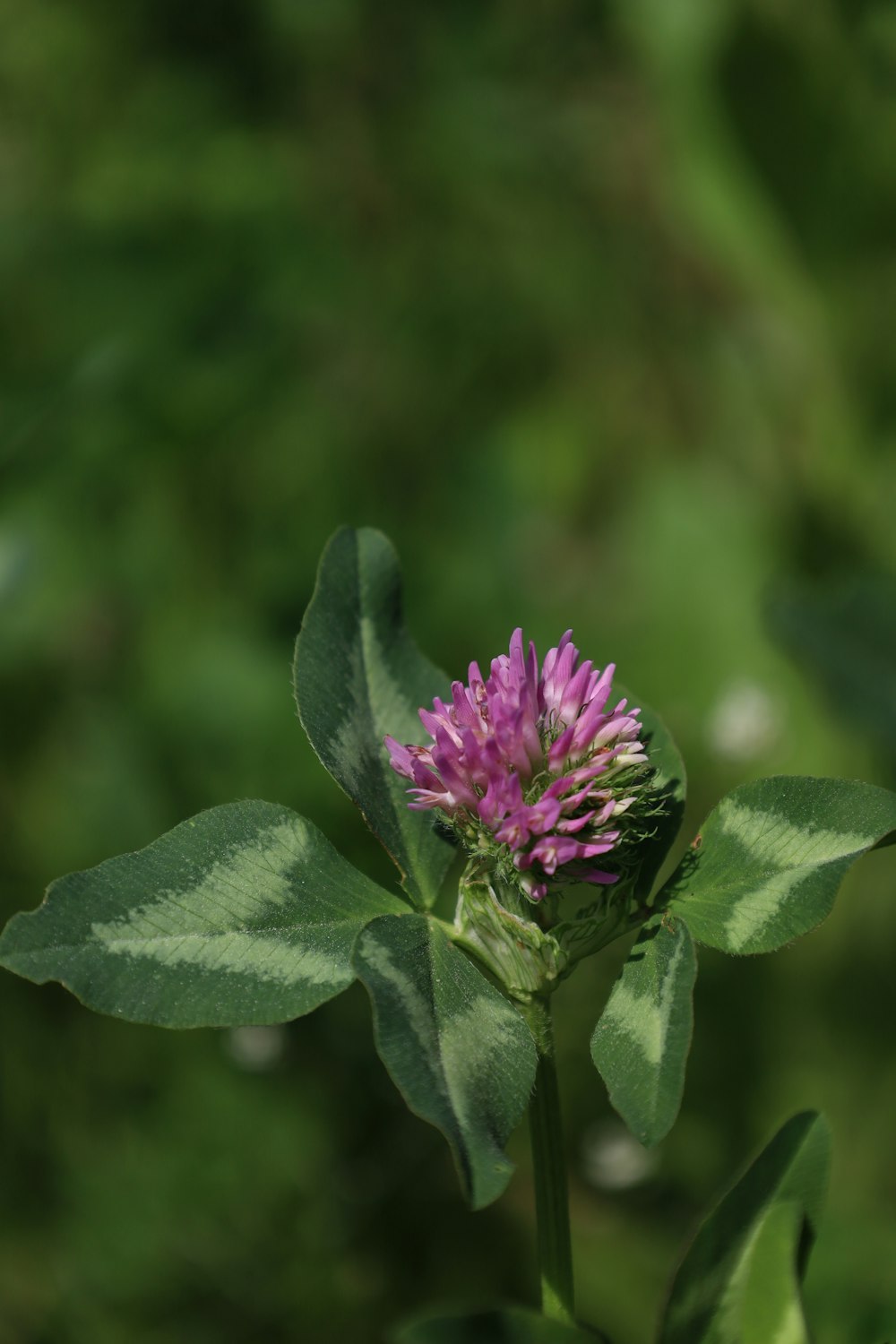 a pink flower with green leaves in the background