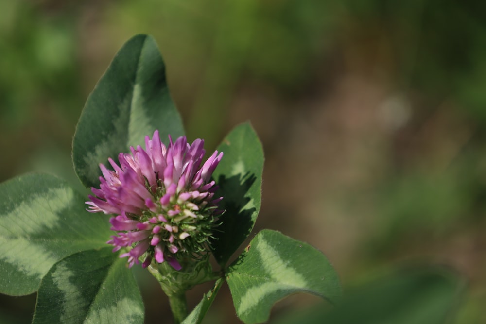 a purple flower with green leaves in the background