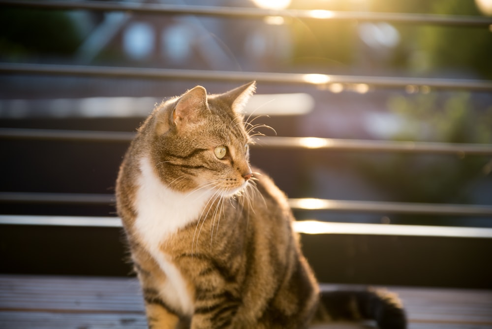 a cat sitting on a wooden bench in the sun