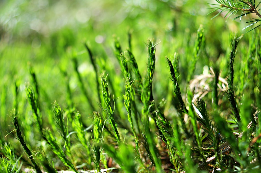 a close up of a green grass field