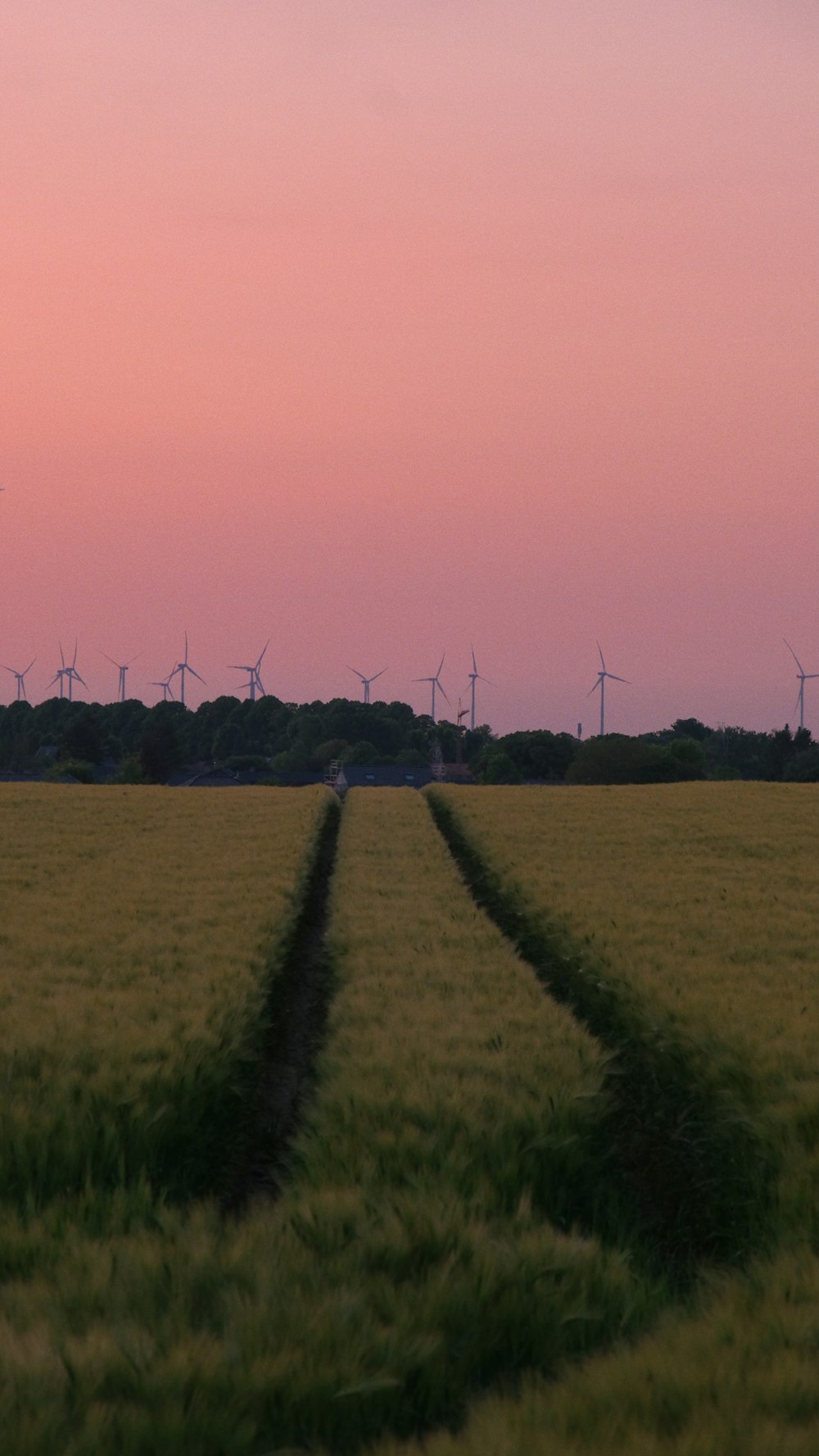 a field of grass with wind mills in the distance