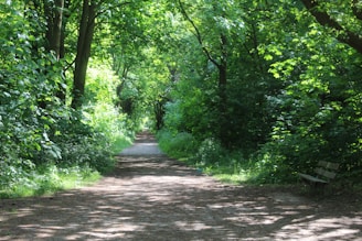 A peaceful outdoor path lined with trees, inviting calm and reflection.
