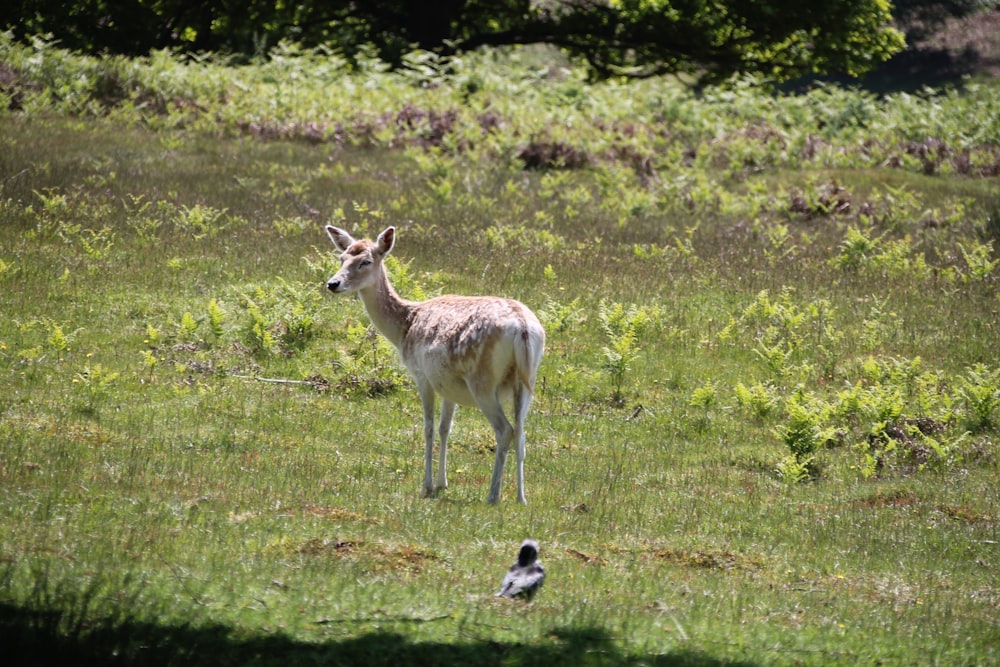 a deer standing on top of a lush green field