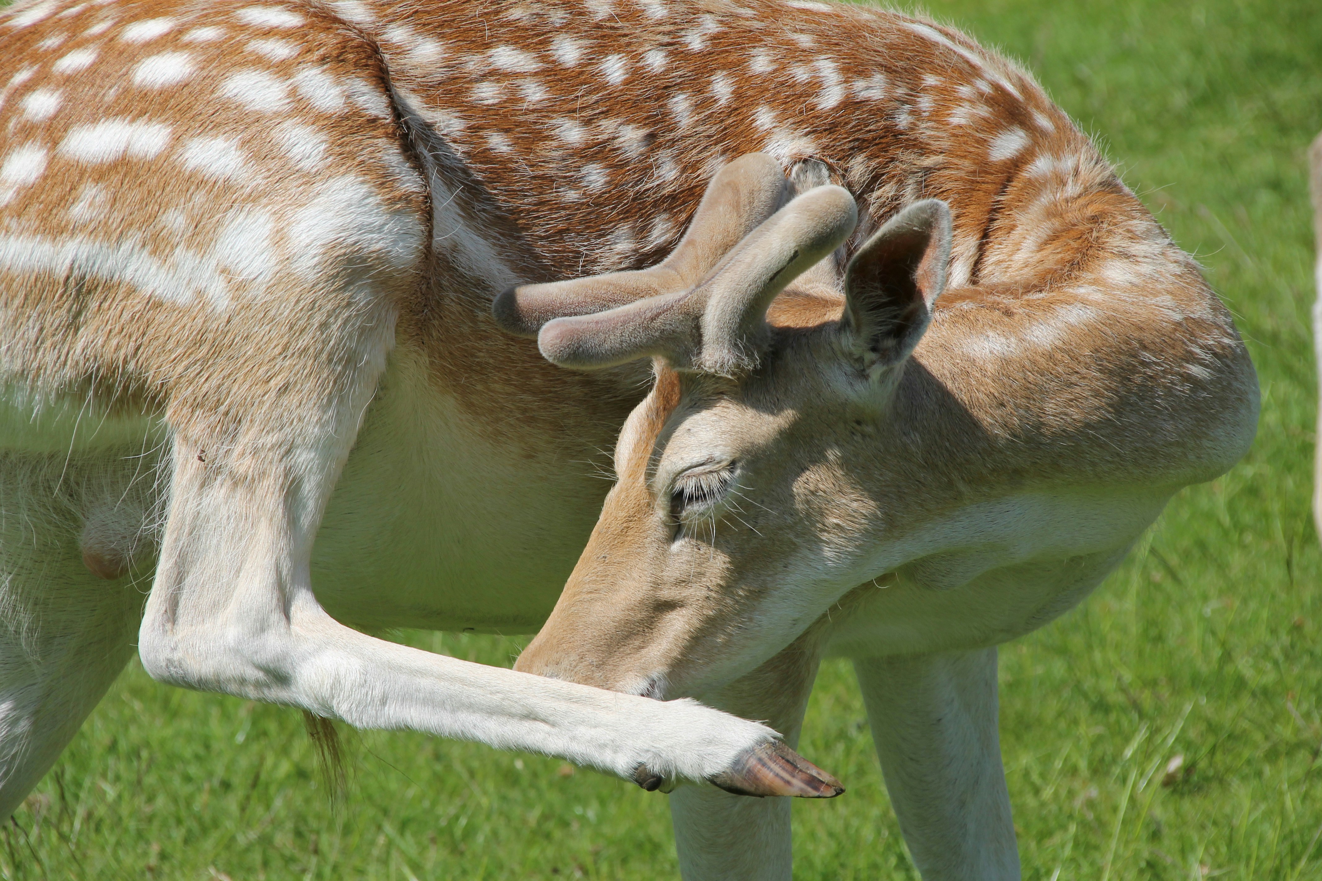 un cerf avec sa tête sur le dos d’un autre cerf