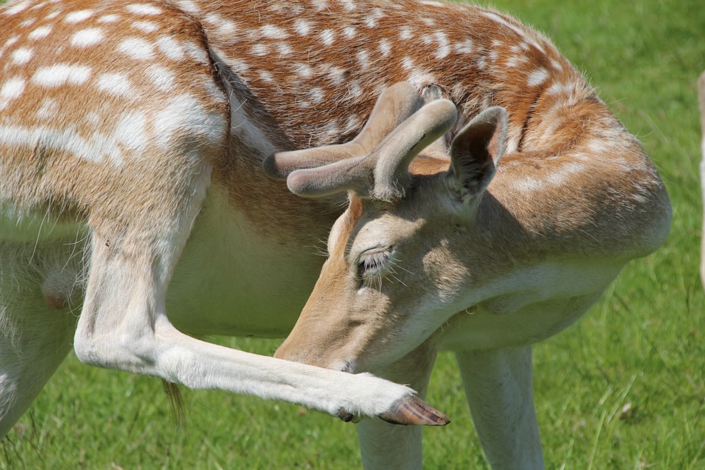 a deer with its head on the back of another deer