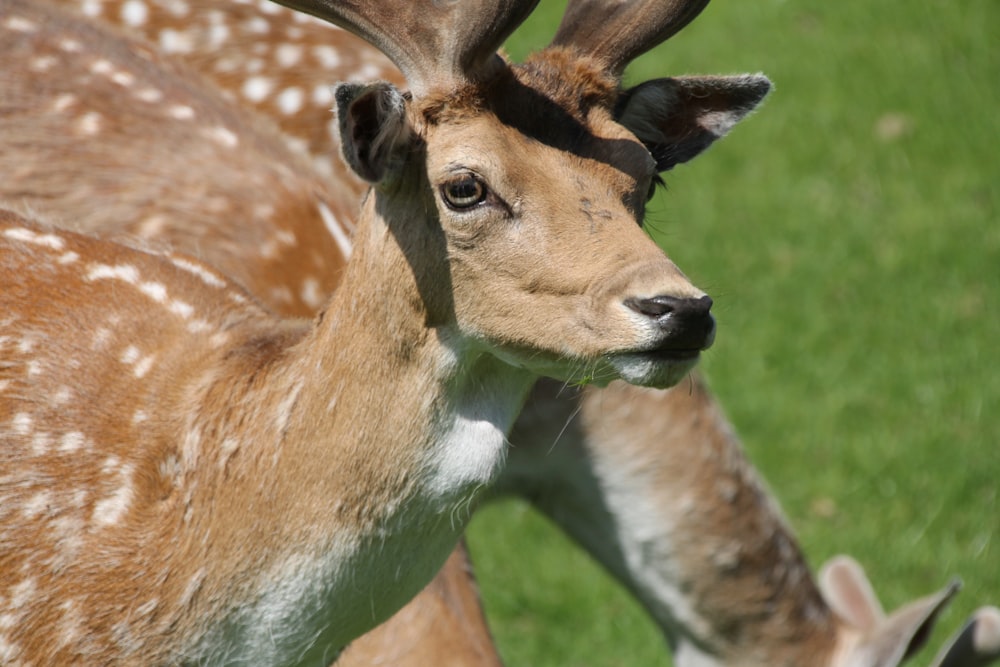 two deer standing next to each other on a lush green field