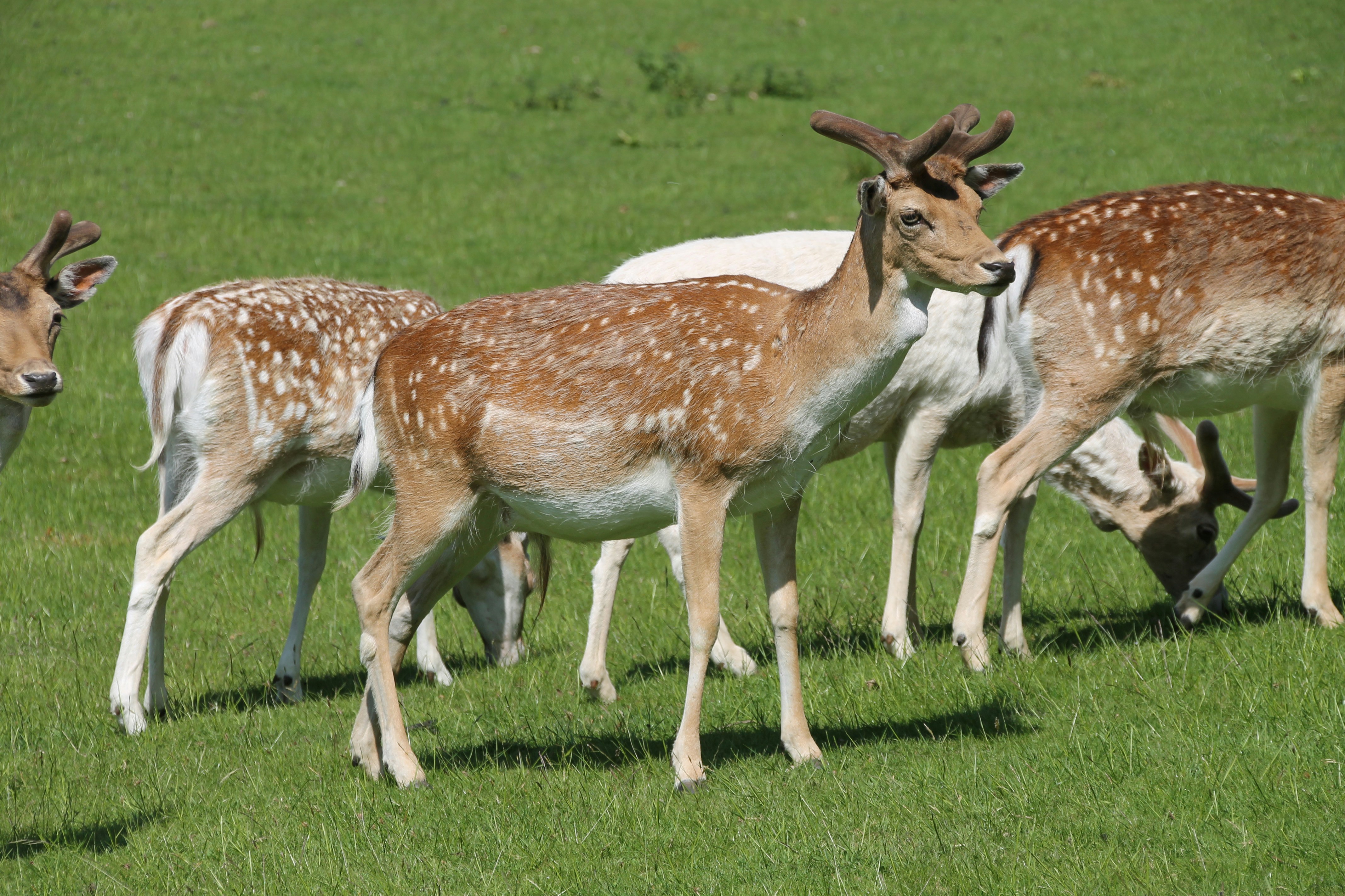 Un troupeau de cerfs paissant sur un champ verdoyant