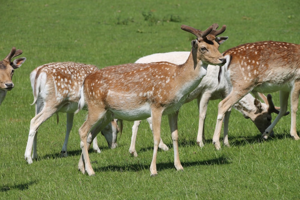 a herd of deer grazing on a lush green field