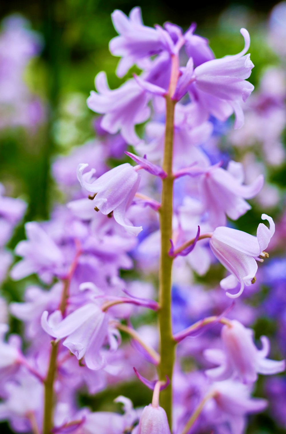 a close up of a purple flower with lots of flowers in the background