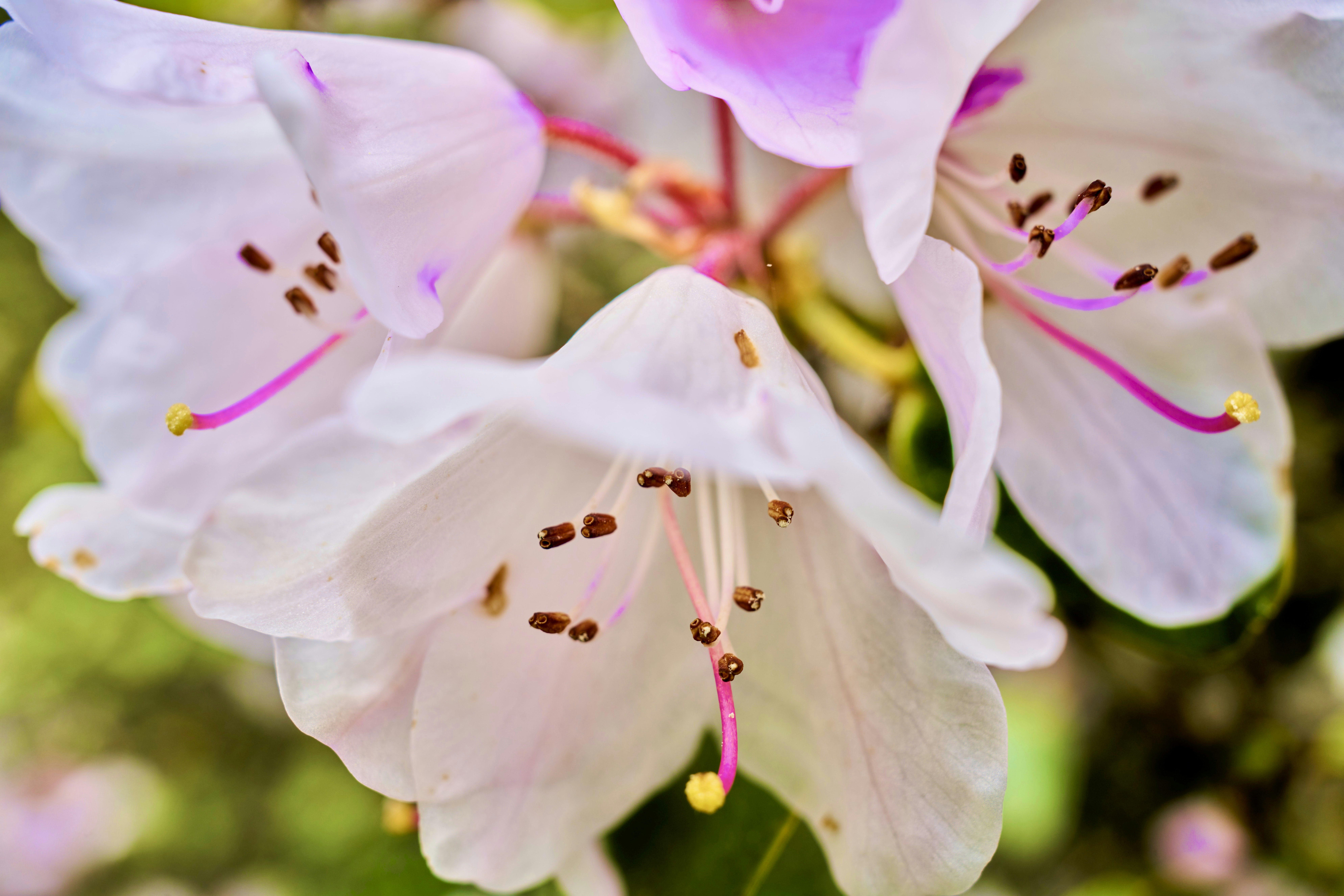 um close up de um ramo de flores brancas