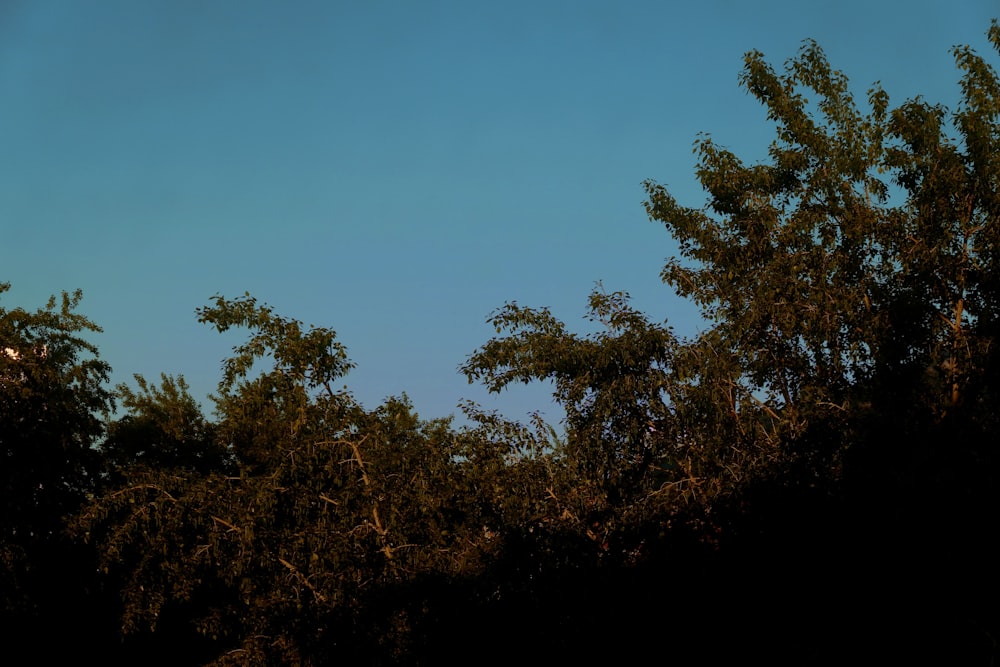 a bird is flying in the blue sky