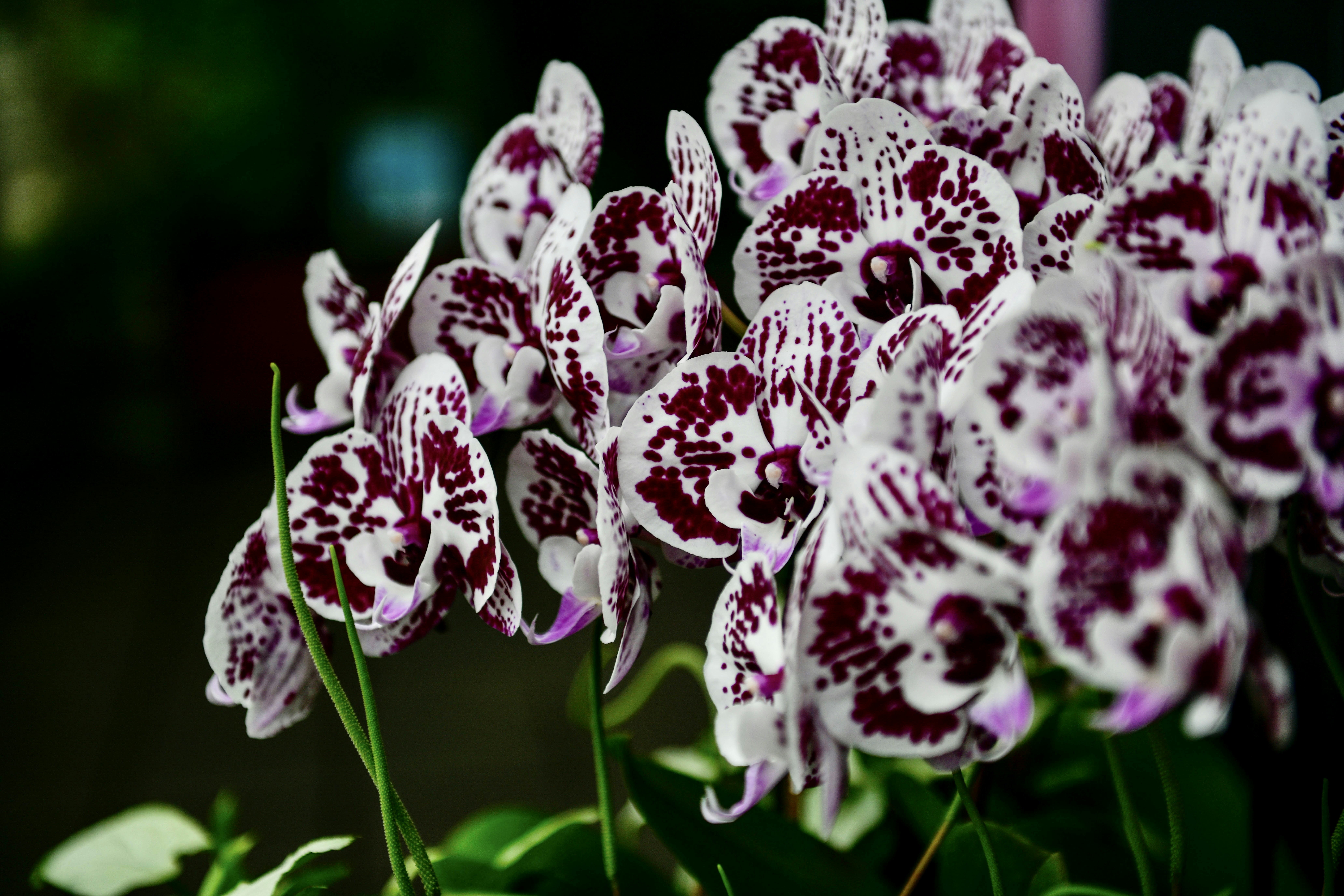 A close up of a bunch of purple and white flowers photo – Free Flower ...