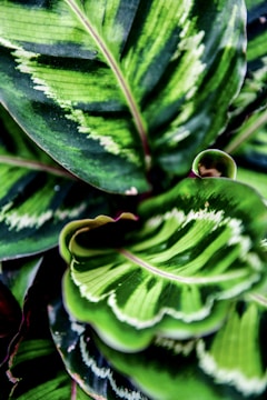 Vibrant tropical monotype with bold leaf patterns and rich green hues.