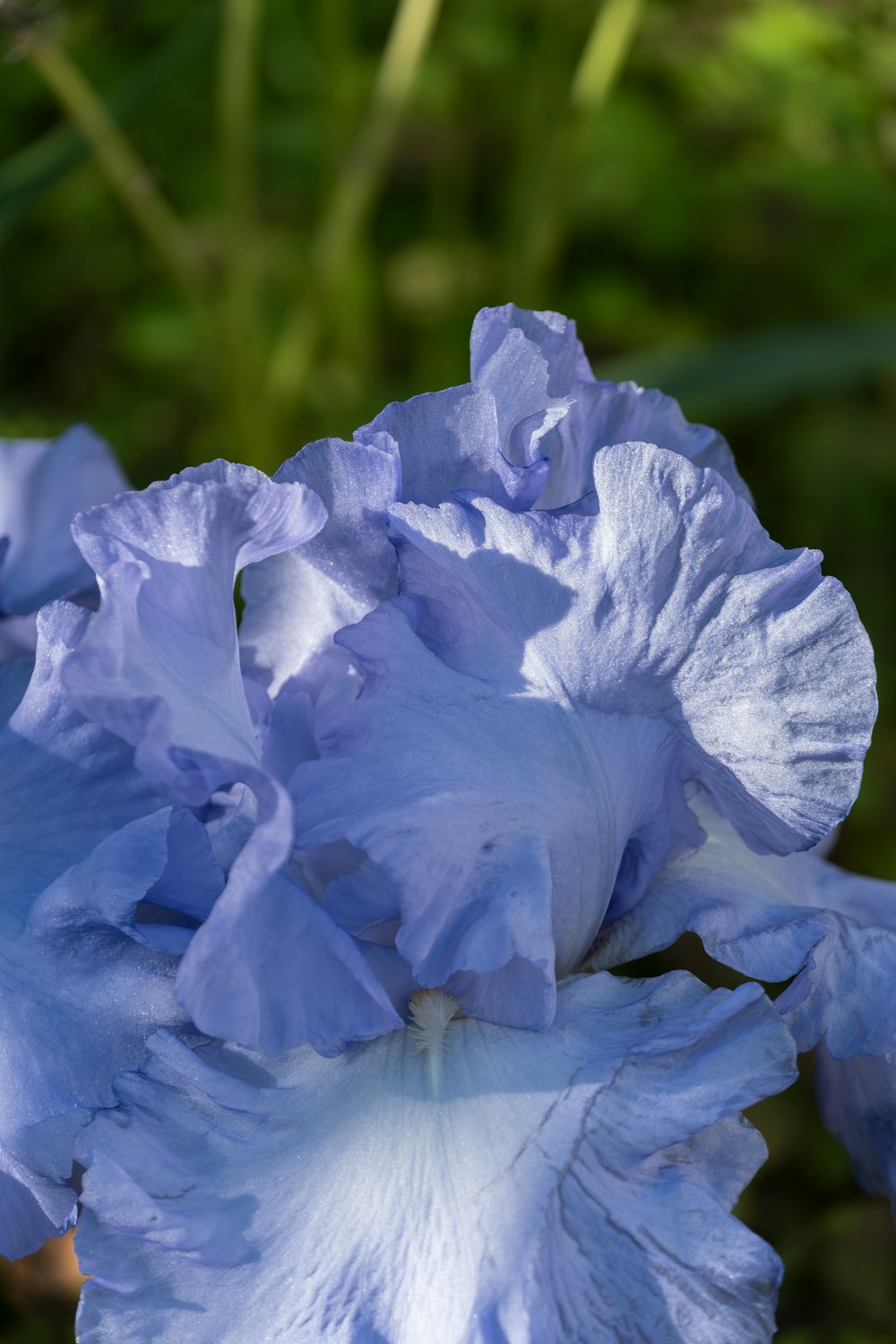 a close up of a very pretty blue flower