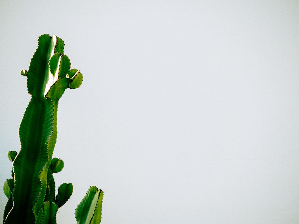 a green cactus with a white wall in the background
