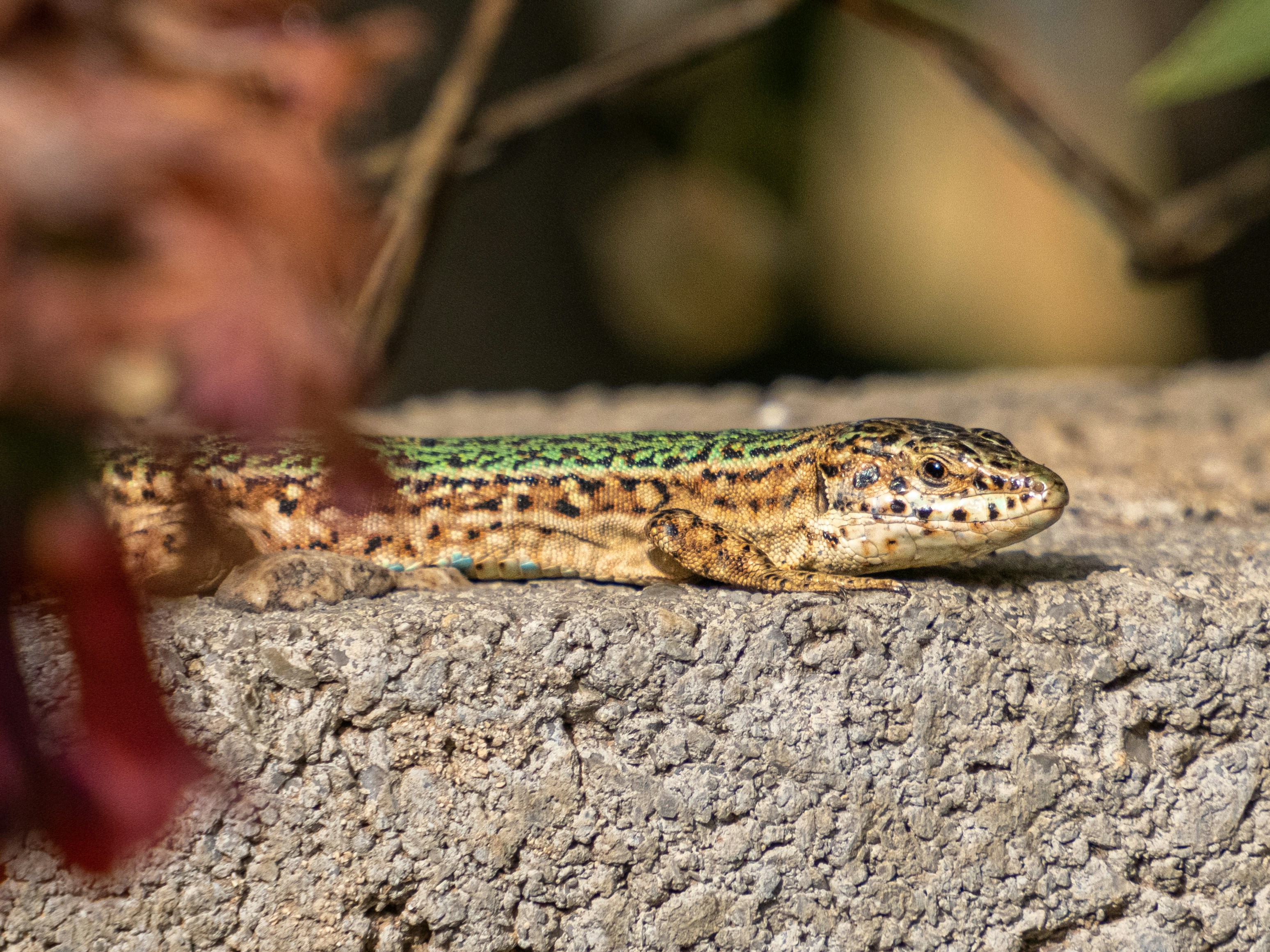A close up of a lizard on a rock