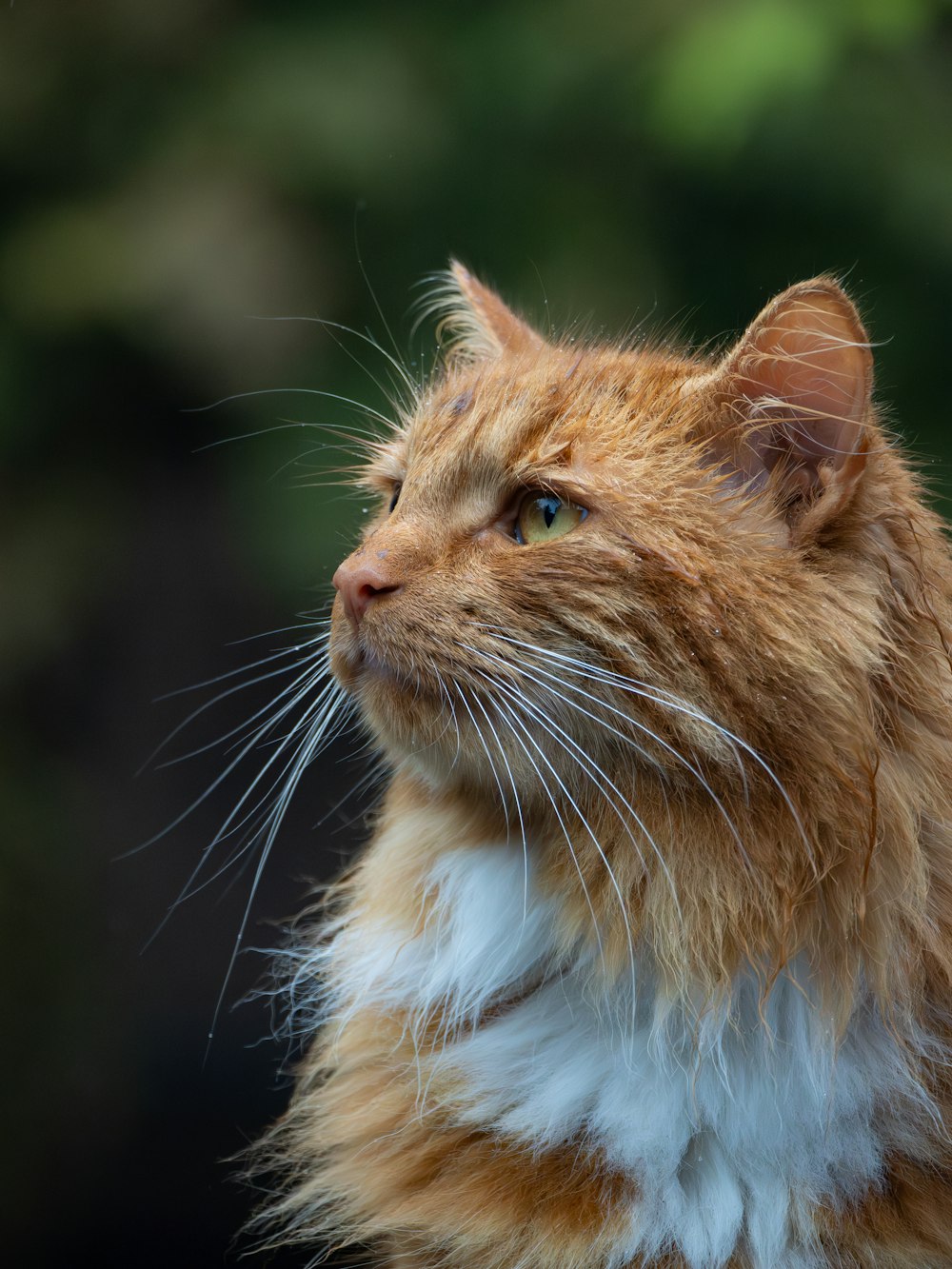 a close up of a cat with a blurry background