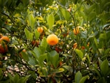 Vibrant orange fruits hang from a lush, green citrus tree surrounded by glossy leaves. The sun illuminates the fruits, creating a natural and lively setting.